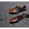 Xiphophorus helleri (Xipho) tricolor showa 4-4,5 cm