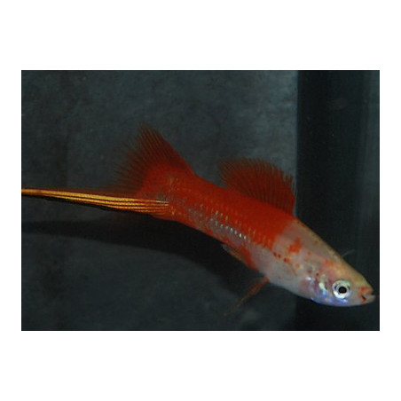 Xiphophorus helleri (Xipho) Pink Comet 3,5 cm