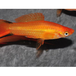 Xiphophorus helleri (Xipho) Sunset comet 3,5 cm