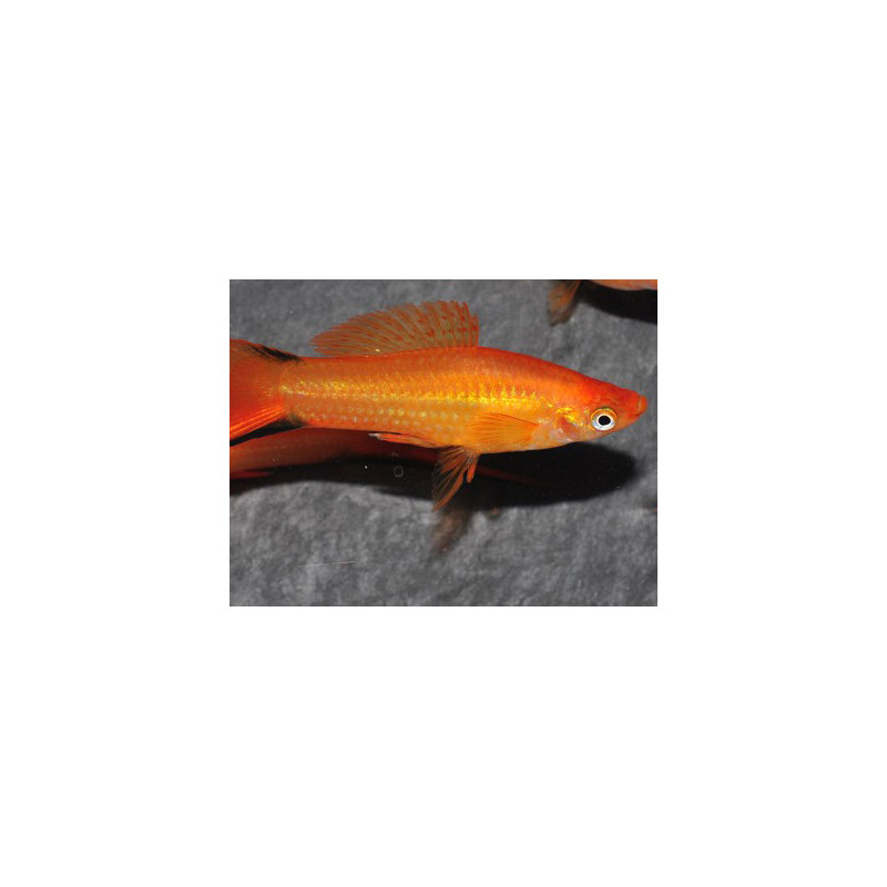 Xiphophorus helleri (Xipho) Sunset comet 3,5 cm