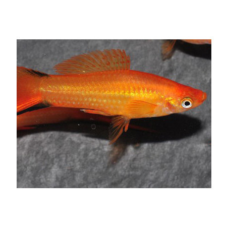 Xiphophorus helleri (Xipho) Sunset comet 3,5 cm