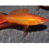 Xiphophorus helleri (Xipho) Sunset comet 3,5 cm