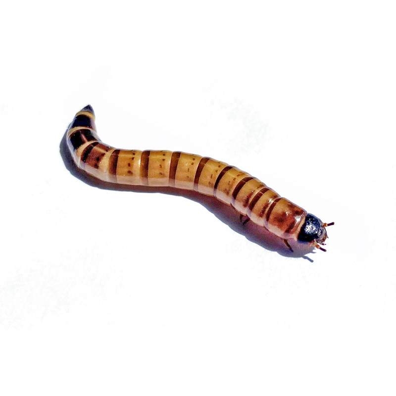 Zoophobas morios (50 gr) Vers Morios Zoophobas morios (50 gr) Vers Morios