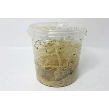 Drosophiles vivantes (Plusieurs générations)