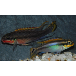 Pelvicachromis taeniatus (Pelmatochromis kribensis) "Nigeria" rouge