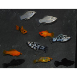 Poecilia sphenops (Molly) Assortis 3,5 cm