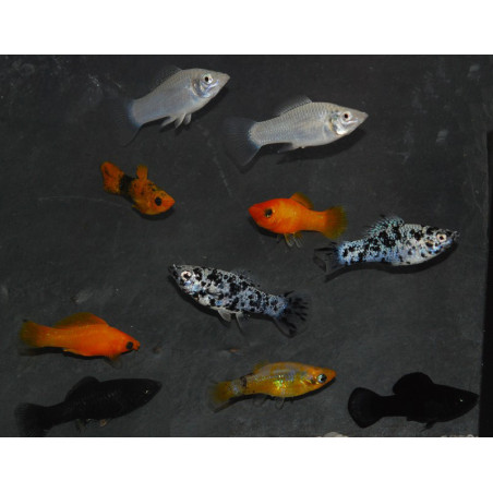 Poecilia sphenops (Molly) Assortis 3,5 cm