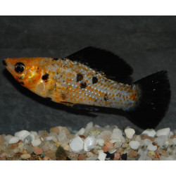 Poecilia latipinna (Molly) léopard Sélection 7-8,5 cm