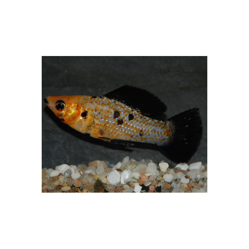 Poecilia latipinna (Molly Léopard) 4-4,5 cm Poecilia latipinna (Molly Léopard) 4-4,5 cm