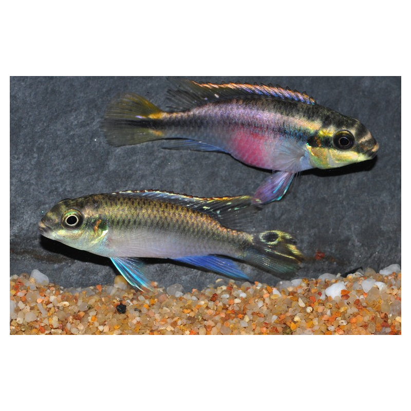 Pelvicachromis pulcher (Pelmatochromis pulcher) Mâles 6-6,5 cm