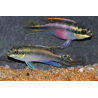 Pelvicachromis pulcher (Pelmatochromis pulcher) Mâles 6-6,5 cm