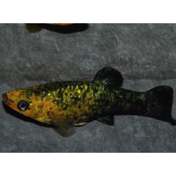 Poecilia sphenops (Molly Noir et Jaune) 3,5 cm