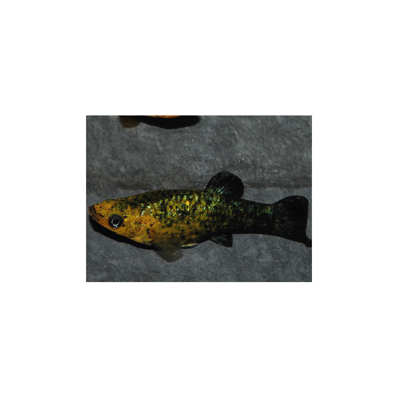 Poecilia sphenops (Molly Noir et Jaune) 3,5 cm