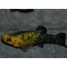 Poecilia sphenops (Molly Noir et Jaune) 3,5 cm