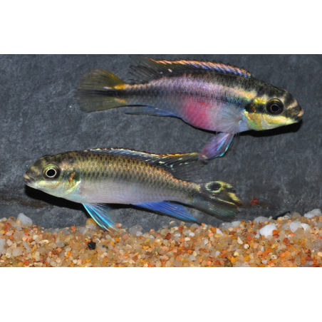 Pelvicachromis pulcher (Pelmatochromis pulcher) femelles 5-5,5 cm