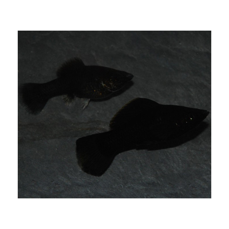 Poecilia sphenops (Molly Noir) 3,5 cm