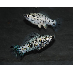 Poecilia latipinna (Molly Dalmatien) 4-4,5 cm