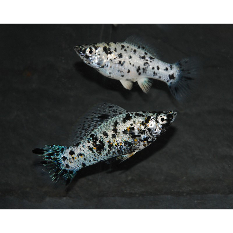 Poecilia latipinna (Molly Dalmatien) 4-4,5 cm Poecilia latipinna (Molly Dalmatien) 4-4,5 cm