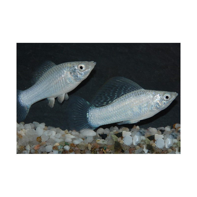 Poecilia latipinna (Molly Argent) 4-4,5 cm Poecilia latipinna (Molly Argent) 4-4,5 cm