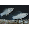 Poecilia latipinna (Molly Argent) 3,5 cm