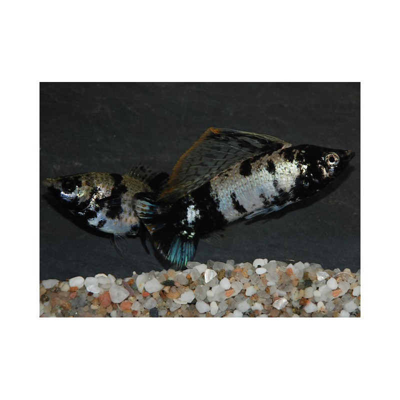 Poecilia latipinna (Molly Marbré-Dalmatien) 3,5 cm