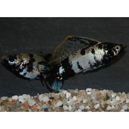 Poecilia latipinna (Molly Marbré-Dalmatien) 3,5 cm
