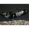 Poecilia latipinna (Molly Marbré-Dalmatien) 3,5 cm