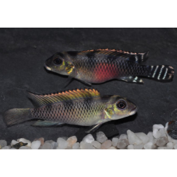 Nanochromis transvestitus 4-4,5 cm
