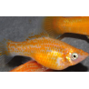 Poecilia latipinna (Molly) Silver-gold 3 cm