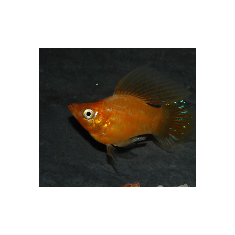 Poecilia latipinna (Molly) ballon orange 3 cm