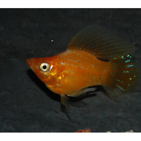 Poecilia latipinna (Molly) ballon orange 3 cm