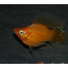 Poecilia latipinna (Molly) ballon orange 3 cm