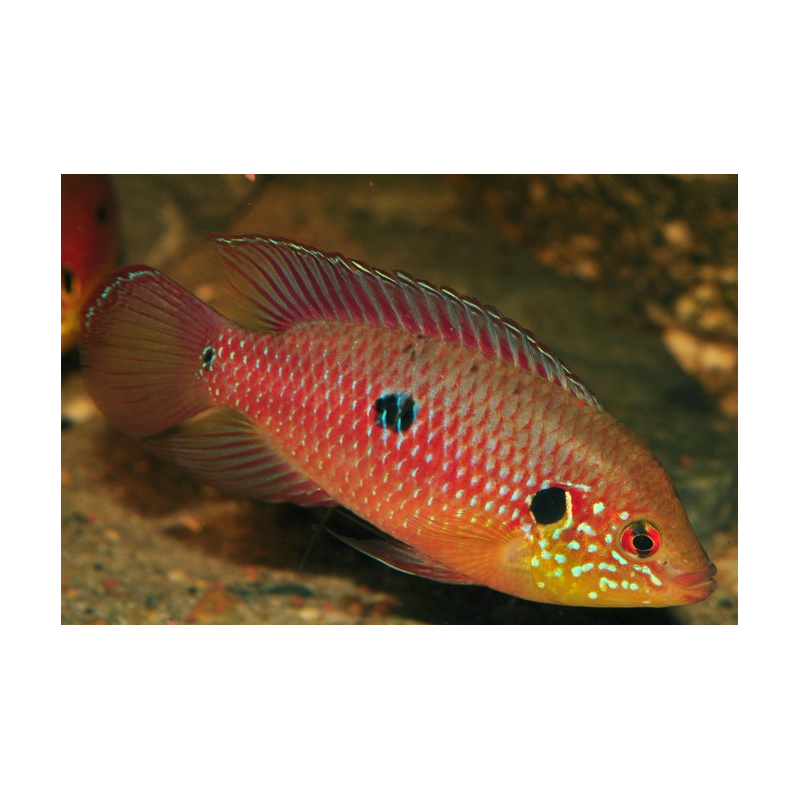 Hemichromis lifalili 3 cm