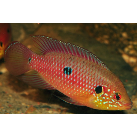 Hemichromis lifalili 3 cm