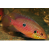 Hemichromis lifalili 3 cm