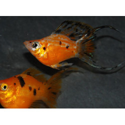 Poecilia latipinna (Molly) ballon lyre varié 3 cm
