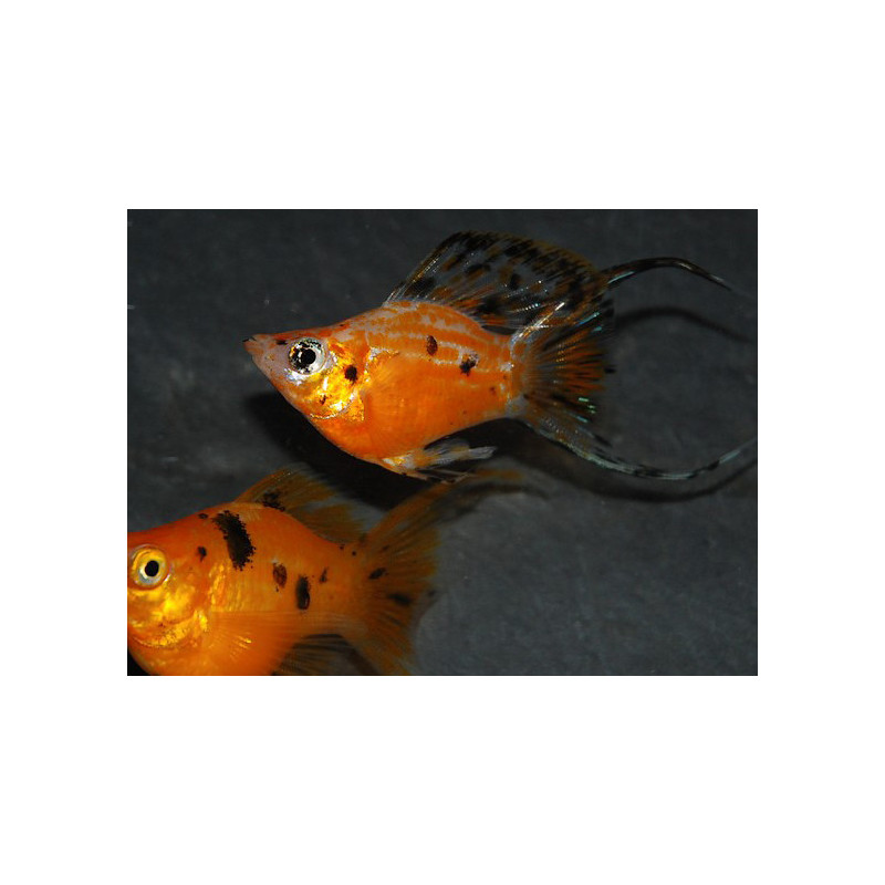 Poecilia latipinna (Molly) ballon lyre varié 3 cm
