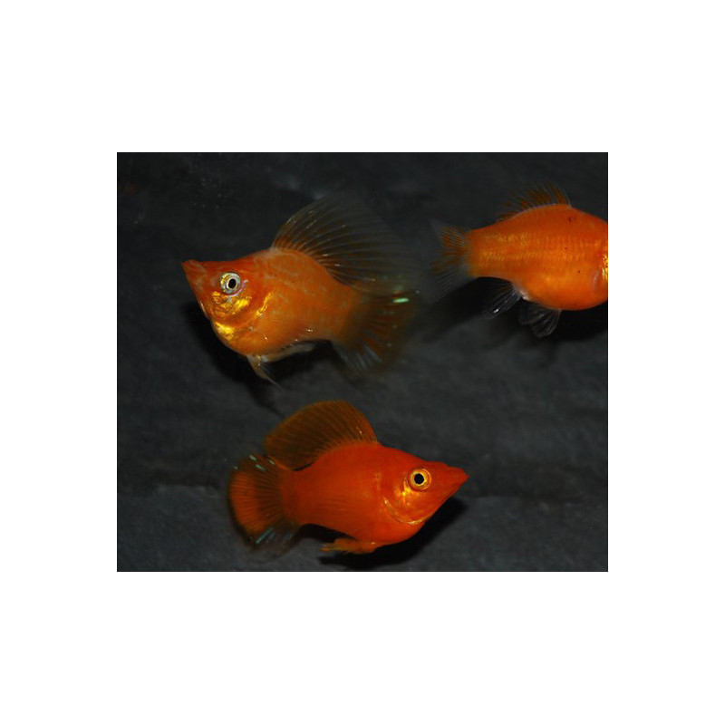 Poecilia latipinna (Molly) ballon varié 3 cm