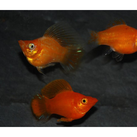 Poecilia latipinna (Molly) ballon varié 3 cm