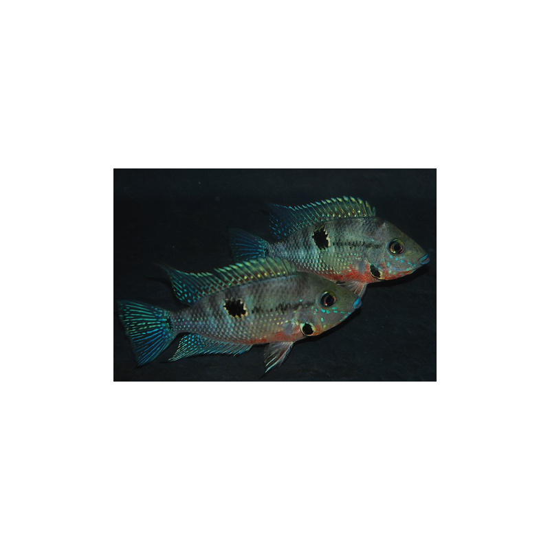 Thorichthys meeki (Cichlasoma meeki) 5-5,5 cm