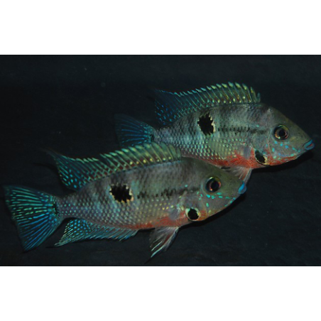 Thorichthys meeki (Cichlasoma meeki) 5-5,5 cm