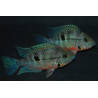 Thorichthys meeki (Cichlasoma meeki) 5-5,5 cm