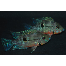 Thorichthys meeki (Cichlasoma meeki) 4-4,5 cm