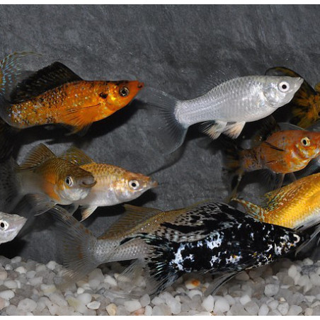 Poecilia latipinna (Molly) lyre varié 4-4,5 cm