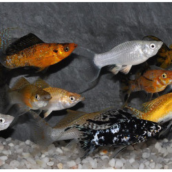 Poecilia latipinna (Molly) lyre varié 3,5 cm