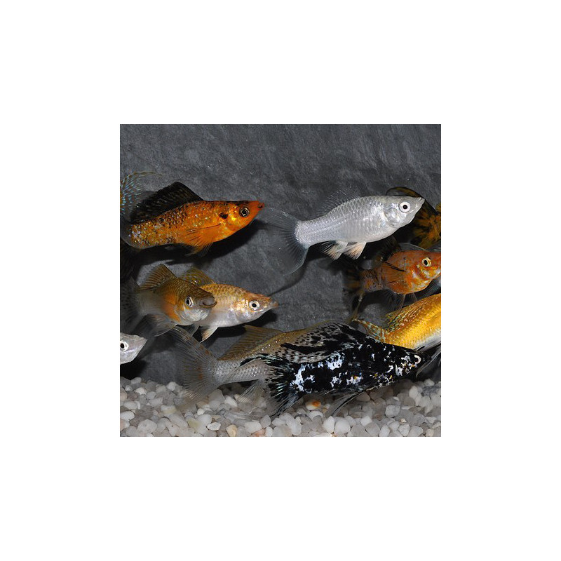 Poecilia latipinna (Molly) lyre varié 3,5 cm