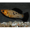 Poecilia latipinna (Molly) léopard 4-4,5 cm