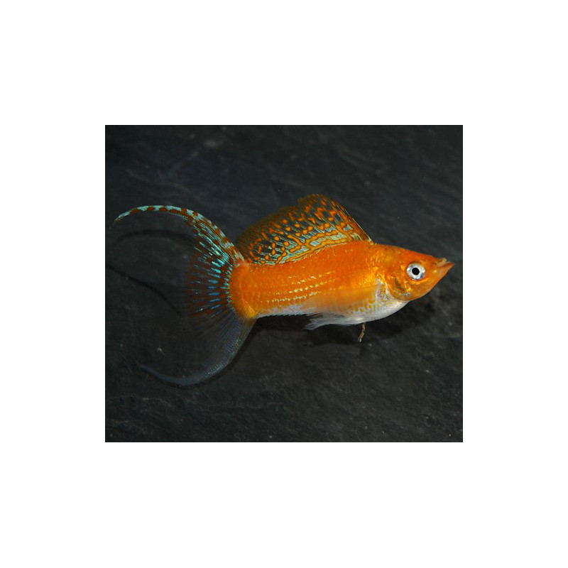 Poecilia sphenops (Molly) jaune à queue lyre 3,5 cm