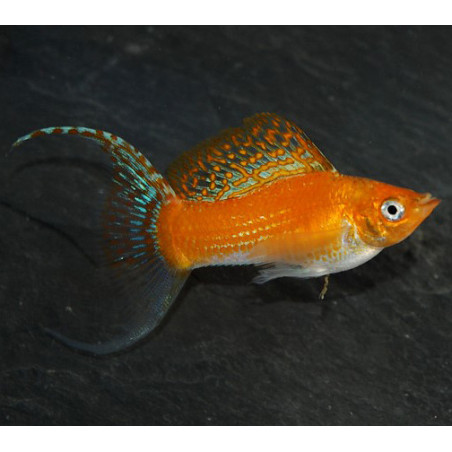 Poecilia sphenops (Molly) jaune à queue lyre 3,5 cm