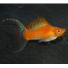 Poecilia sphenops (Molly) jaune à queue lyre 3,5 cm
